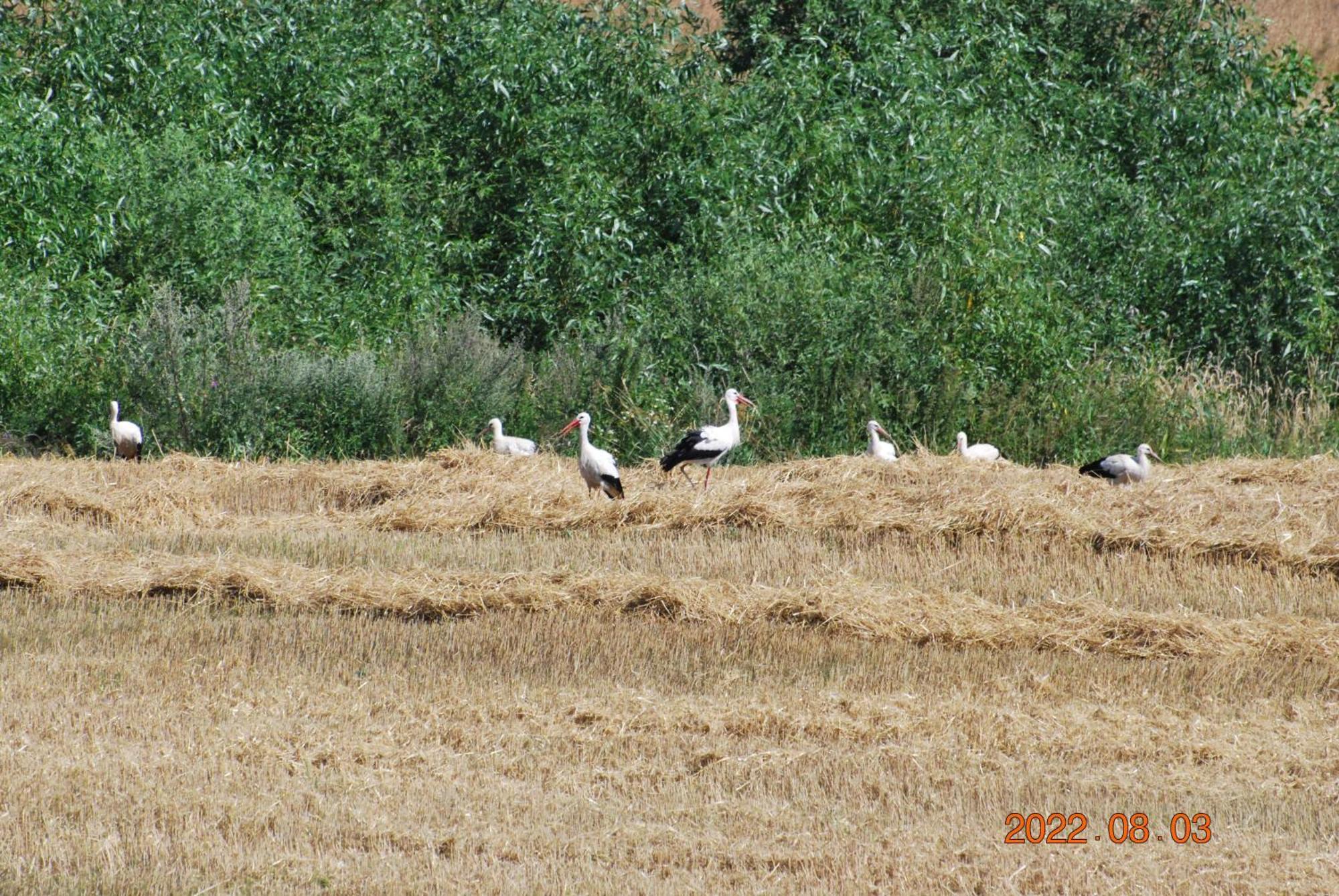 Siedlisko Na Gorce Villa Zalec Екстериор снимка